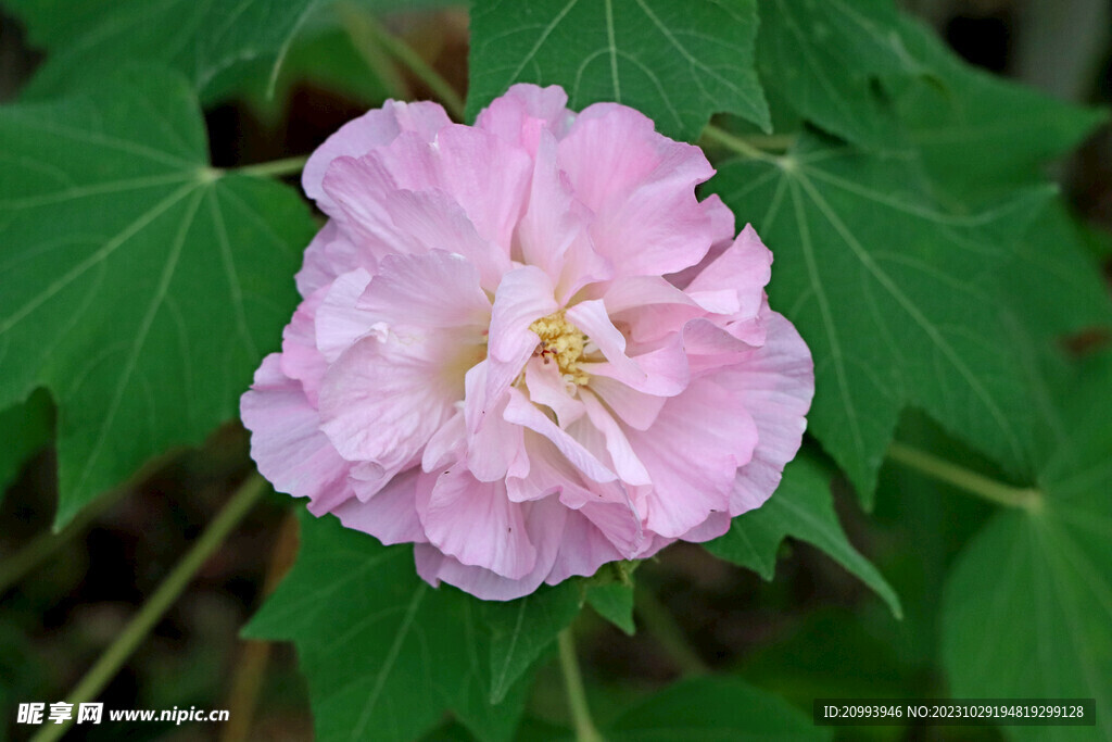 粉色木芙蓉花