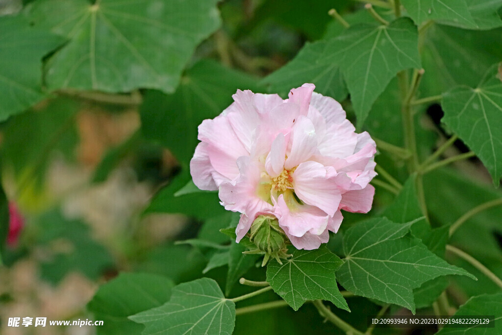 粉色木芙蓉花