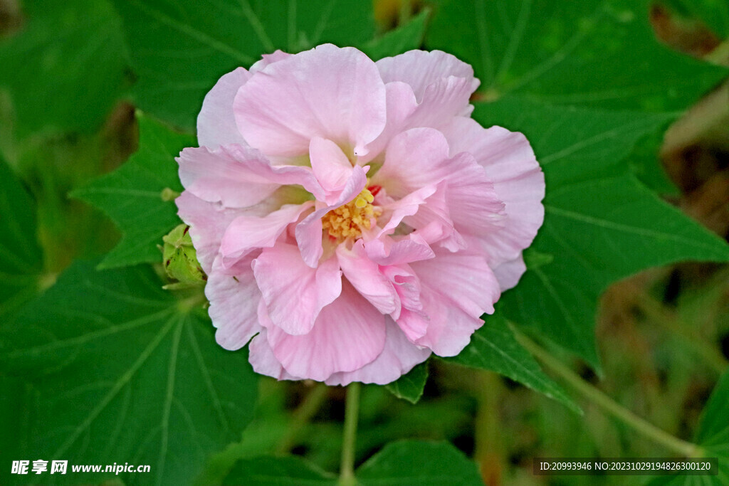 粉色木芙蓉