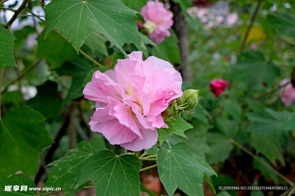 粉色木芙蓉