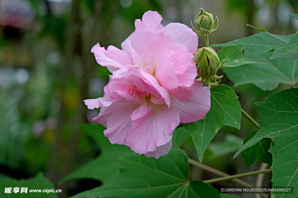 粉色木芙蓉