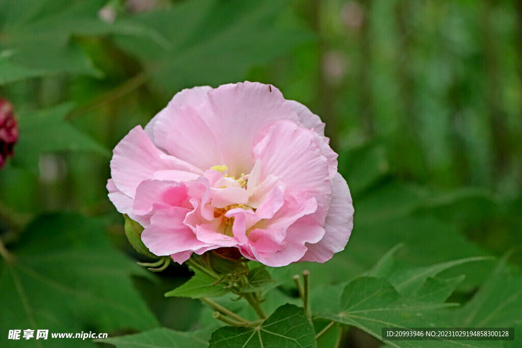 粉色木芙蓉