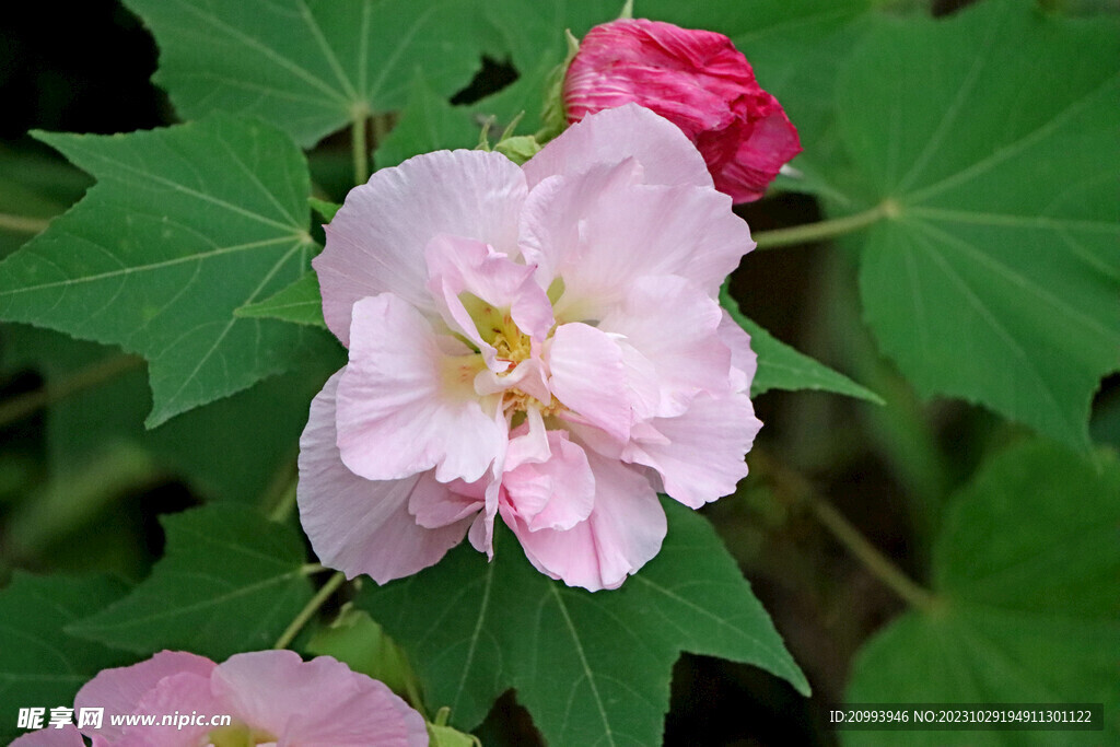 粉色木芙蓉花