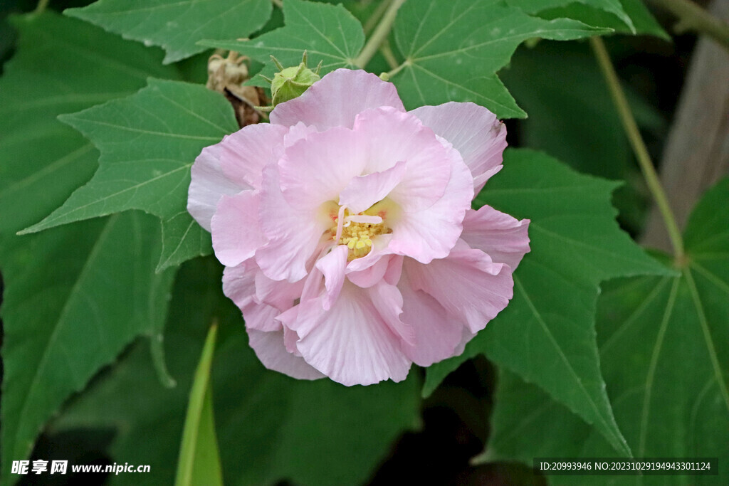 粉色木芙蓉花