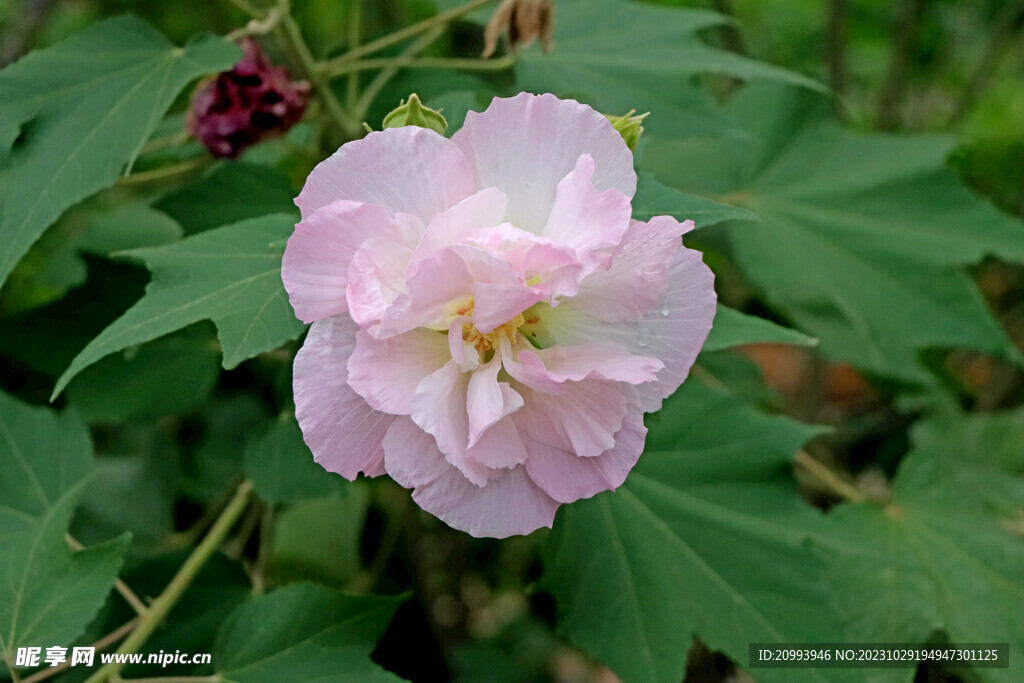 粉色木芙蓉花