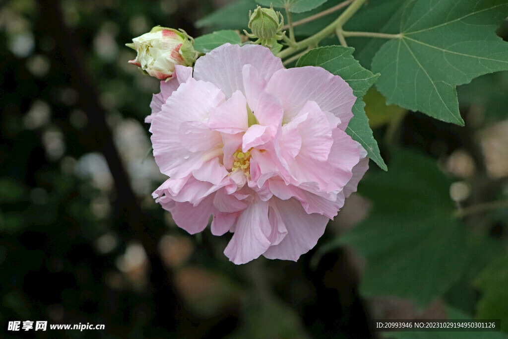 粉色木芙蓉花
