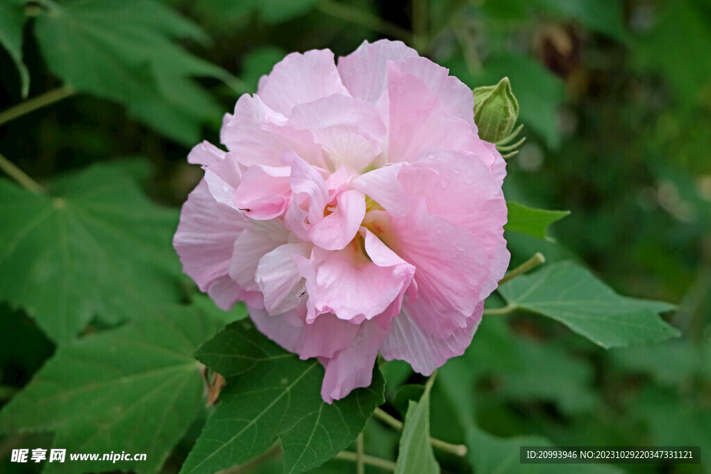 粉色木芙蓉花