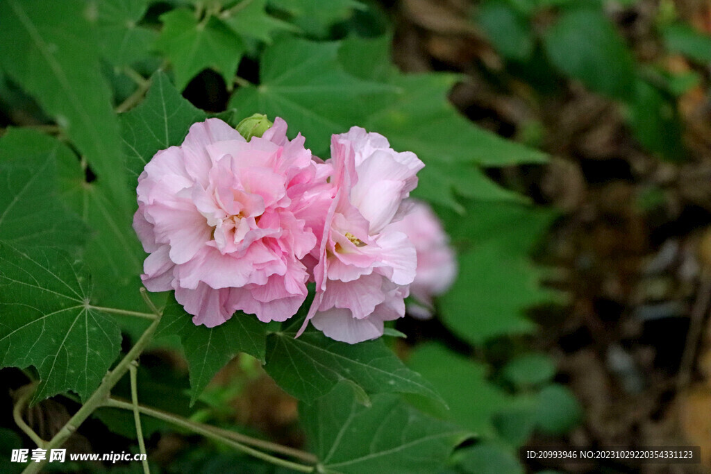 粉色木芙蓉