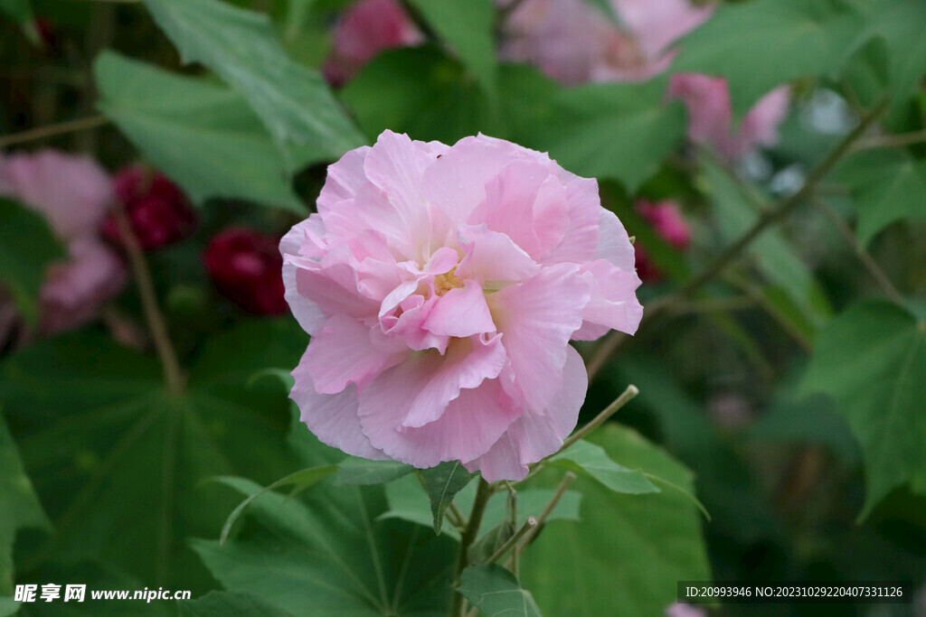 粉色木芙蓉