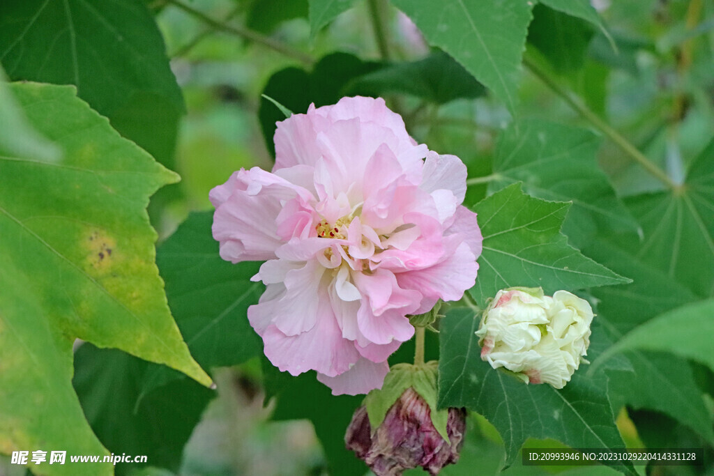 粉色木芙蓉