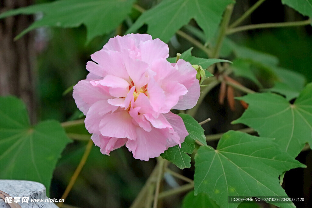 粉色木芙蓉花