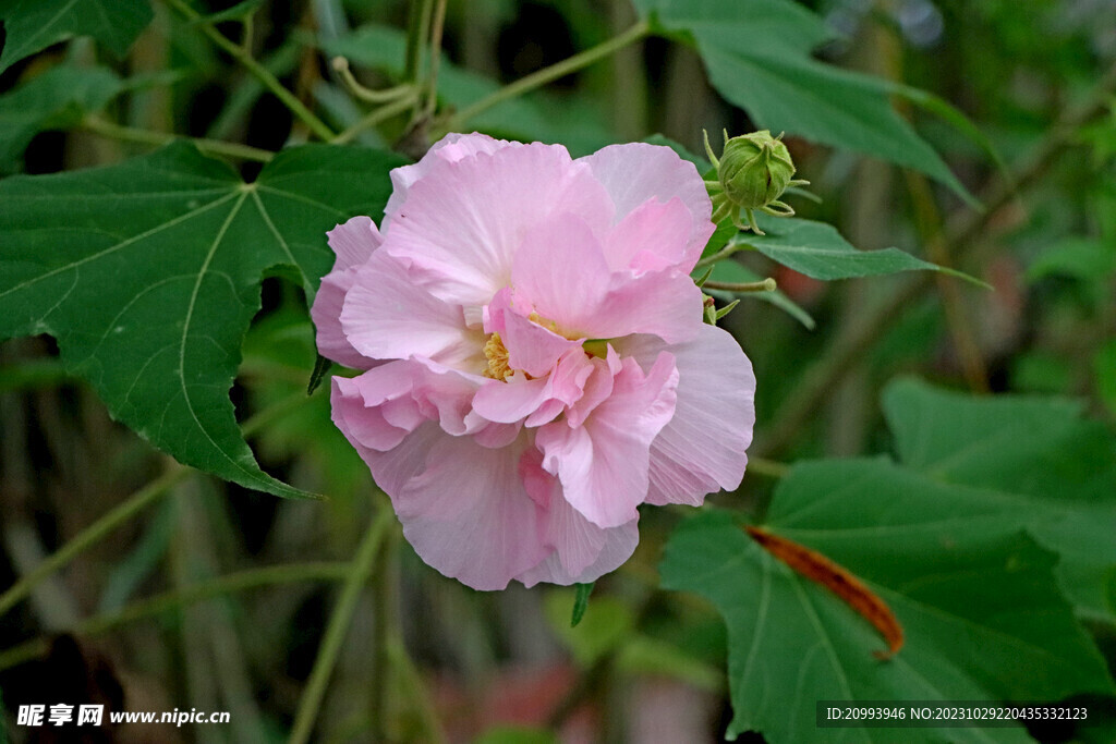 粉色木芙蓉花