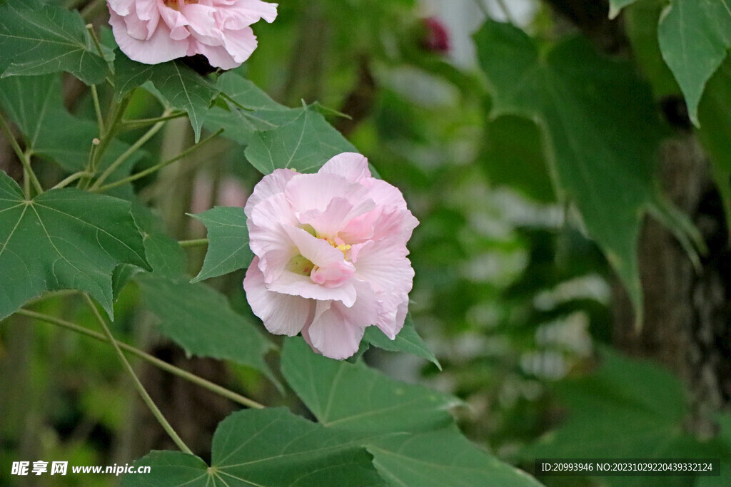 粉色木芙蓉