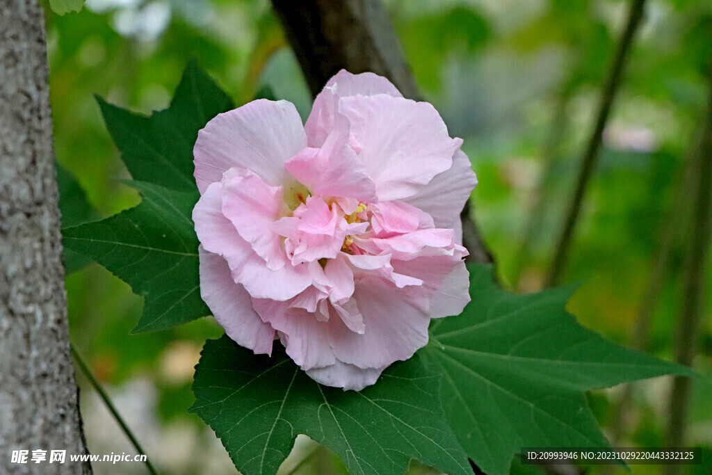 粉色木芙蓉花