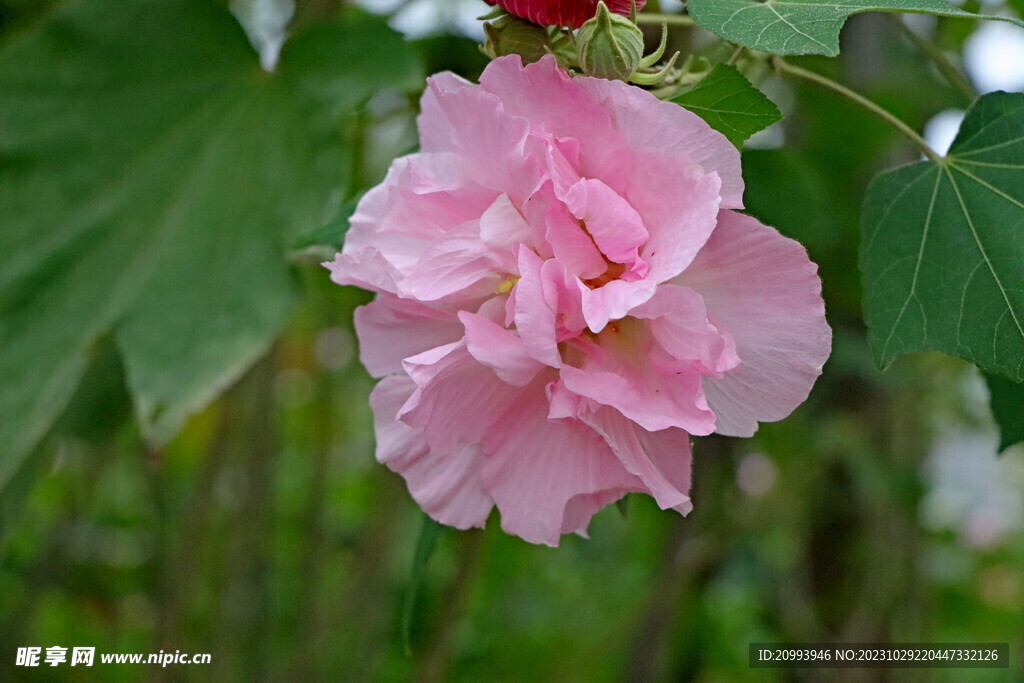 粉色木芙蓉