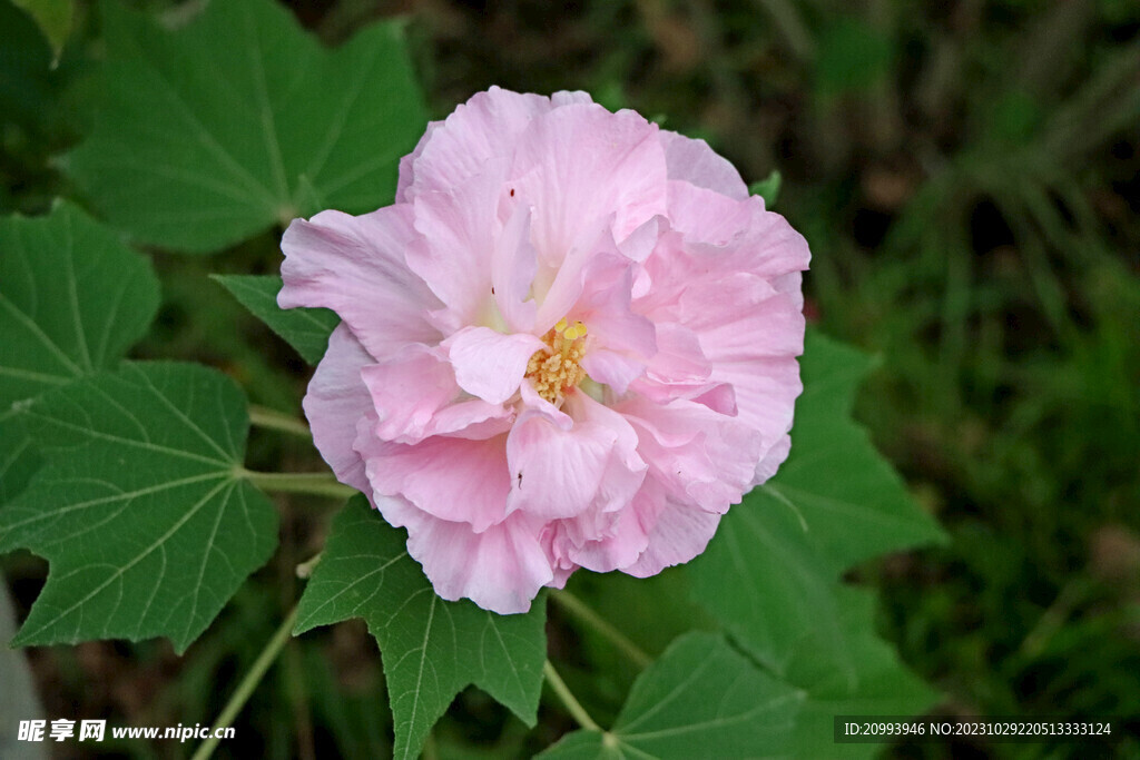 粉色木芙蓉花