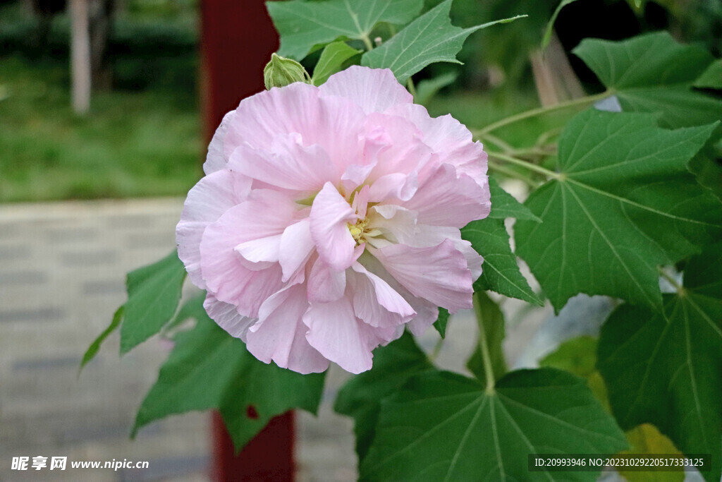 粉色木芙蓉