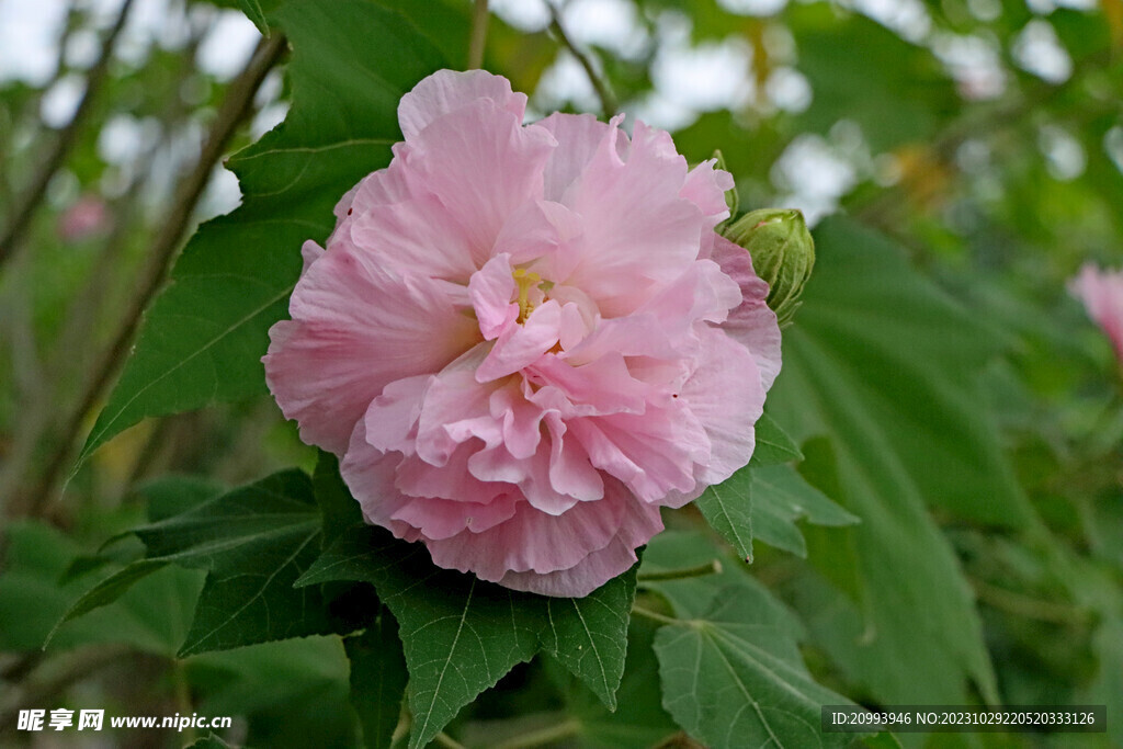 粉色木芙蓉