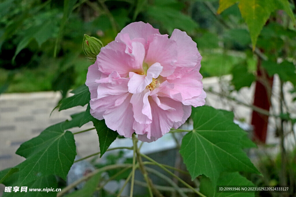 粉色木芙蓉