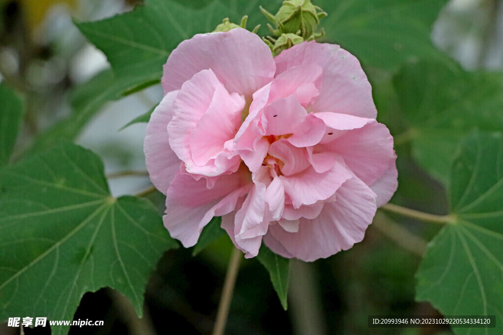 粉色木芙蓉