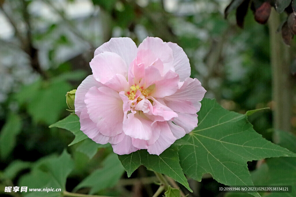 粉色木芙蓉