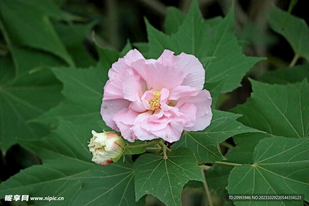 粉色木芙蓉