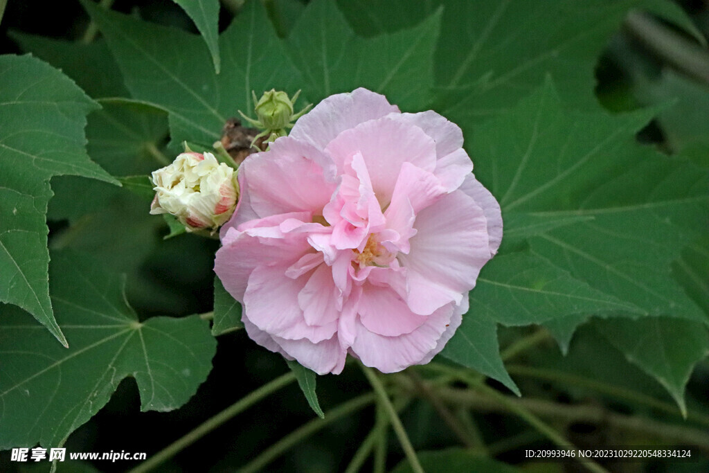 粉色木芙蓉花