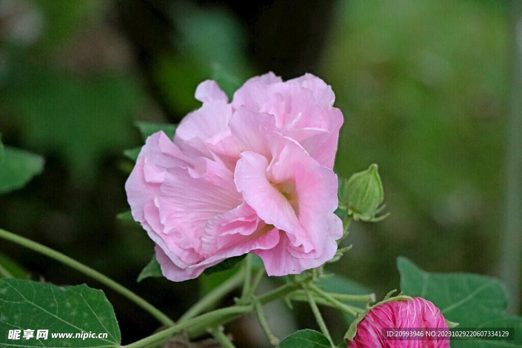 粉色木芙蓉花