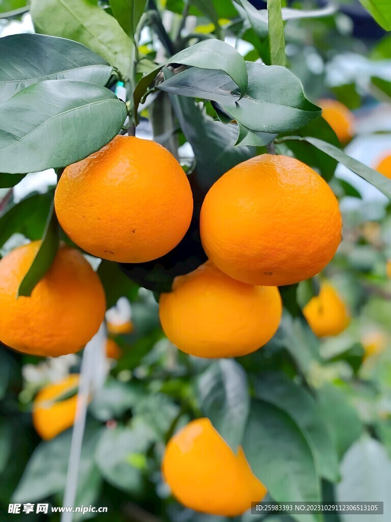 橙子栽培