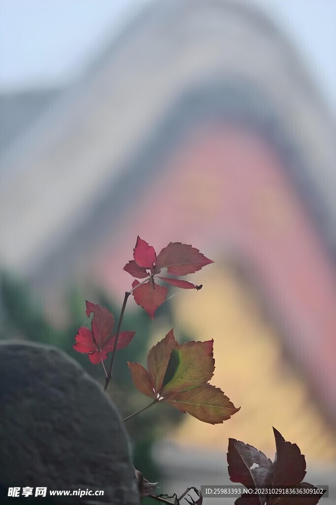红叶