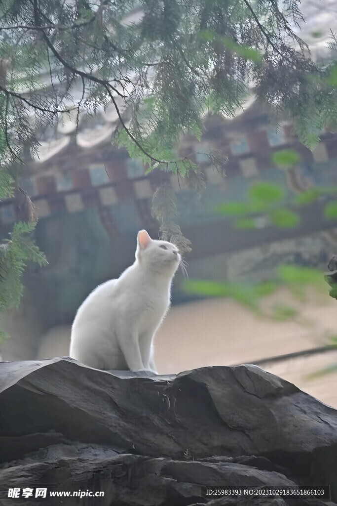 猫