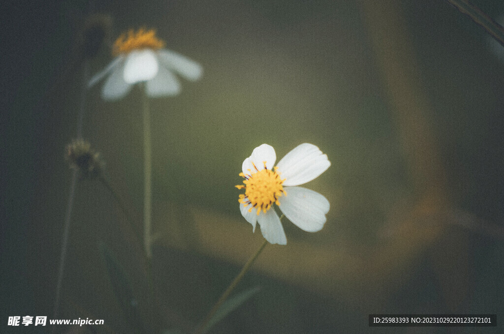 雏菊