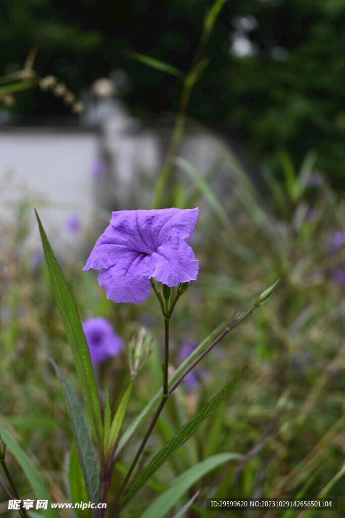 兰花草