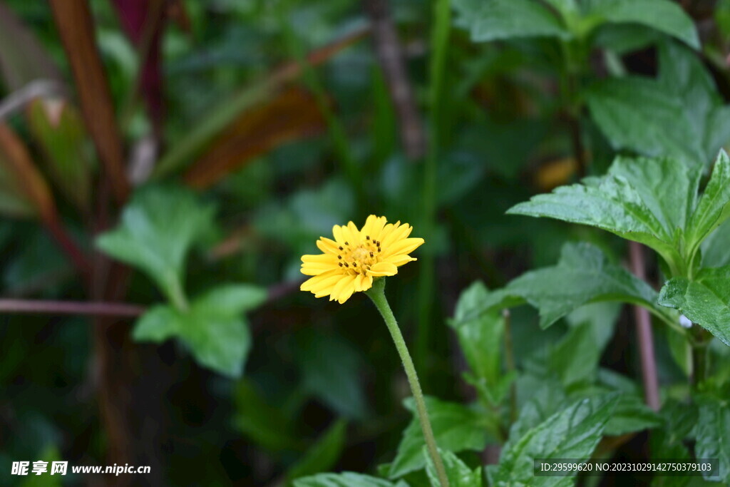 蟛蜞菊