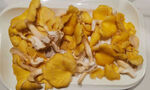 鸡油菌 云南鲜菌