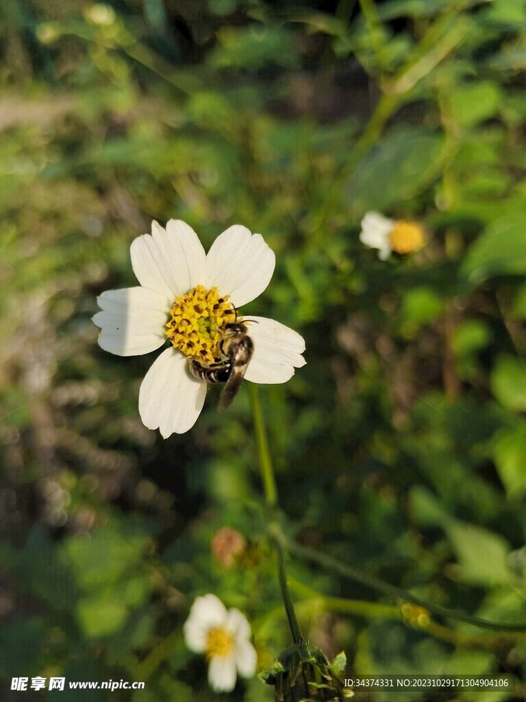 采蜜