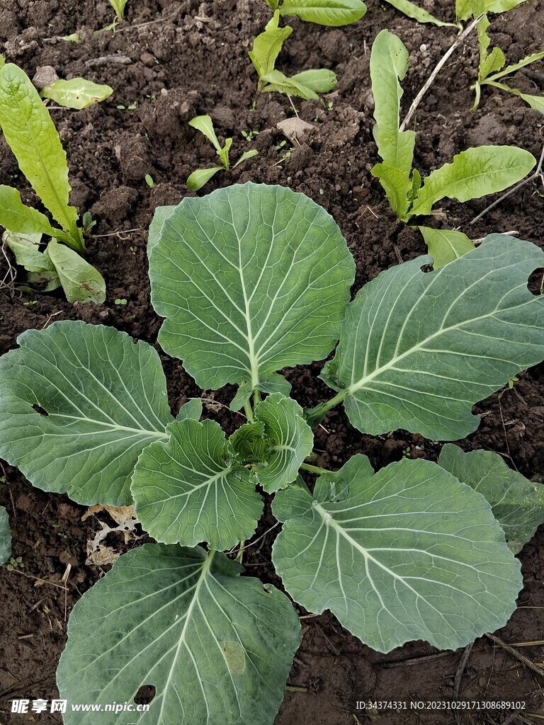 花菜种子