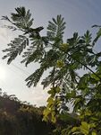 树枝