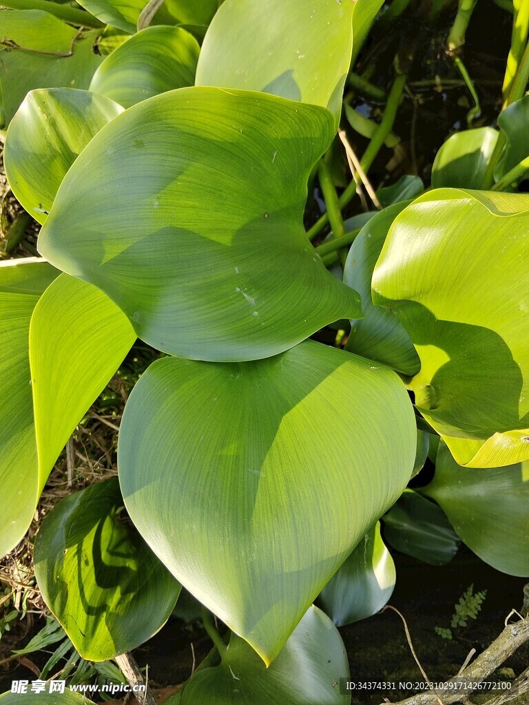 水葫芦叶子