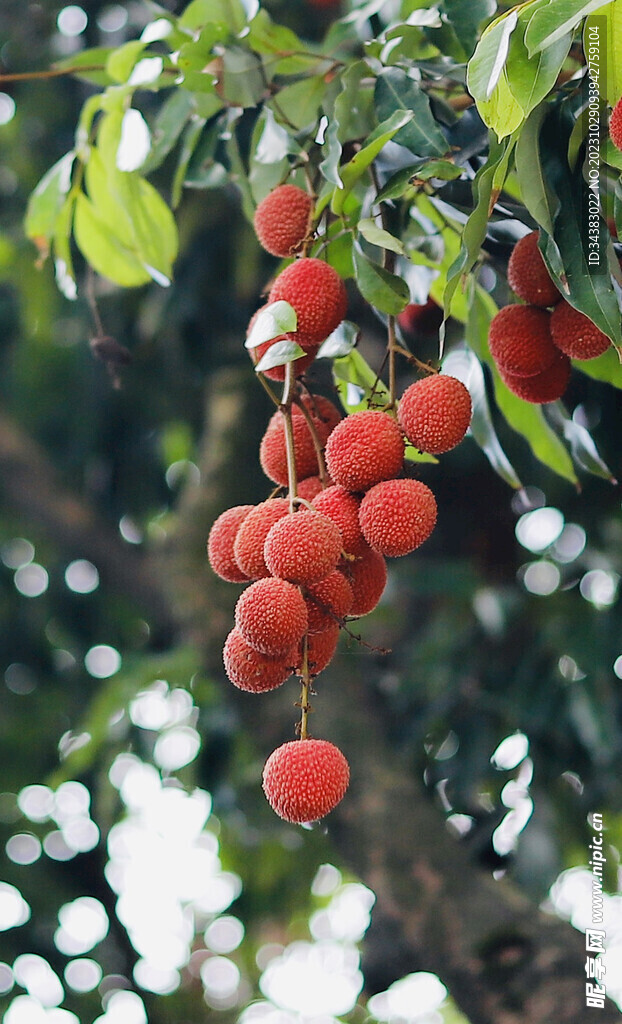 荔枝红