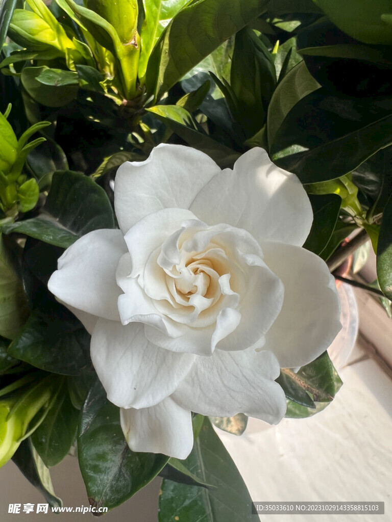 栀子花