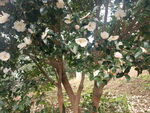 山茶花