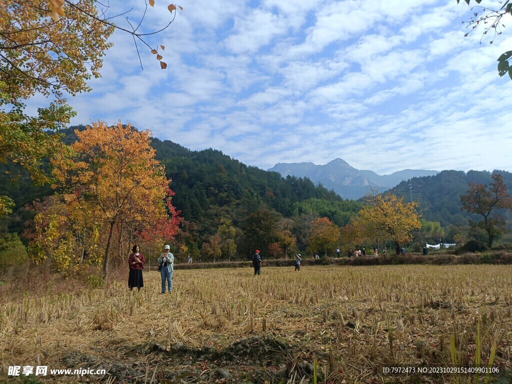 九资河红叶