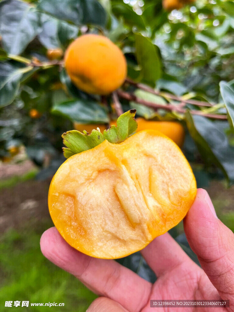 柿子