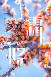 霜降