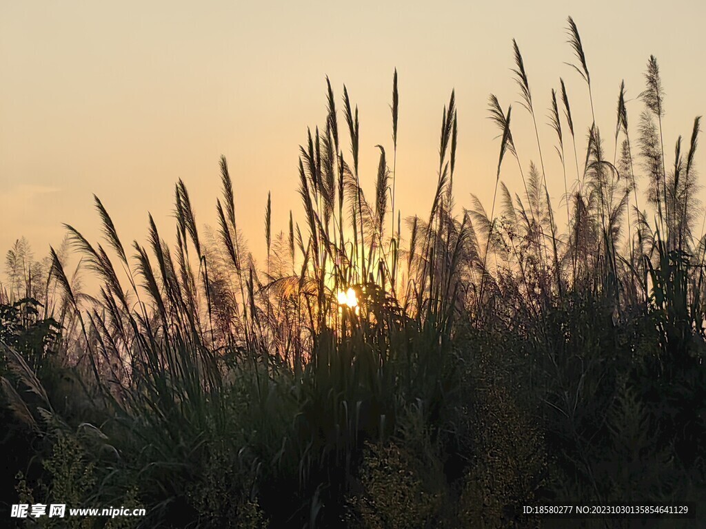 夕阳芦苇