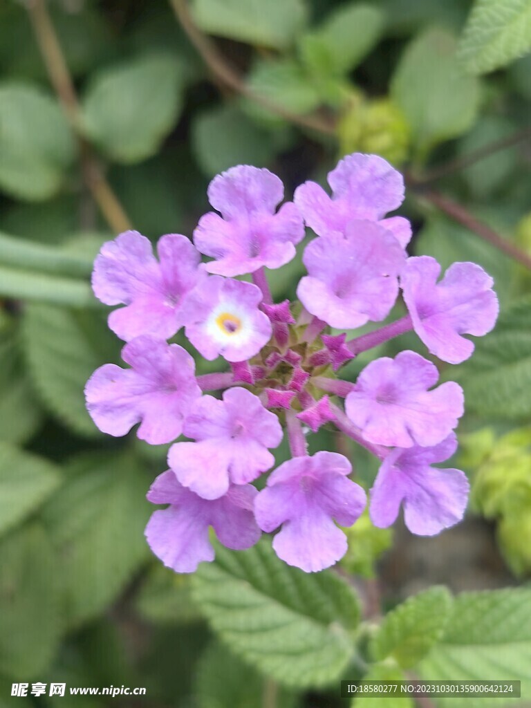 美女樱绣球花