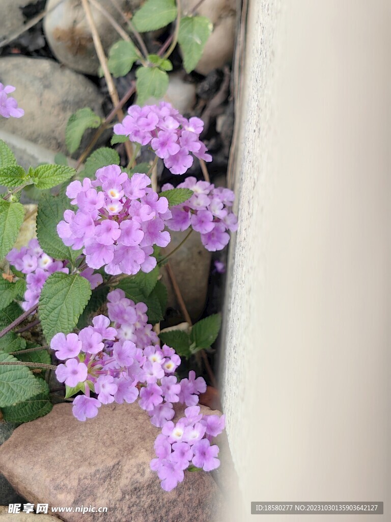 绣球花野花