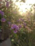 阳光下的花朵