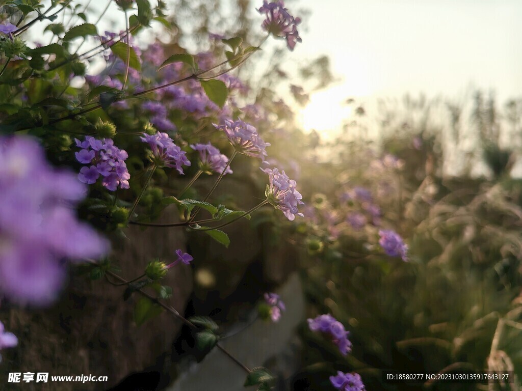 阳光下的花朵